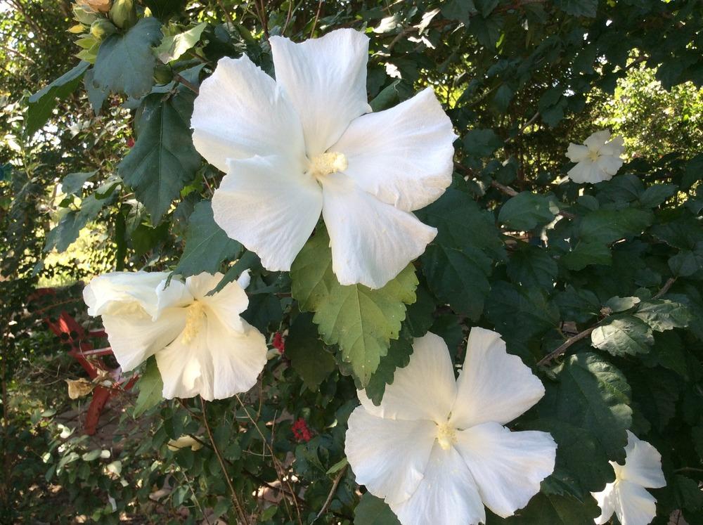 Photo of Althea (Hibiscus syriacus 'Diana') uploaded by kidfishing