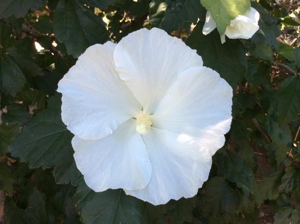 Photo of Althea (Hibiscus syriacus 'Diana') uploaded by kidfishing
