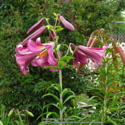 Location: Willamette Valley Oregon
Date: 2014-06-28
I have grown several lilies from this strain and this one is the 