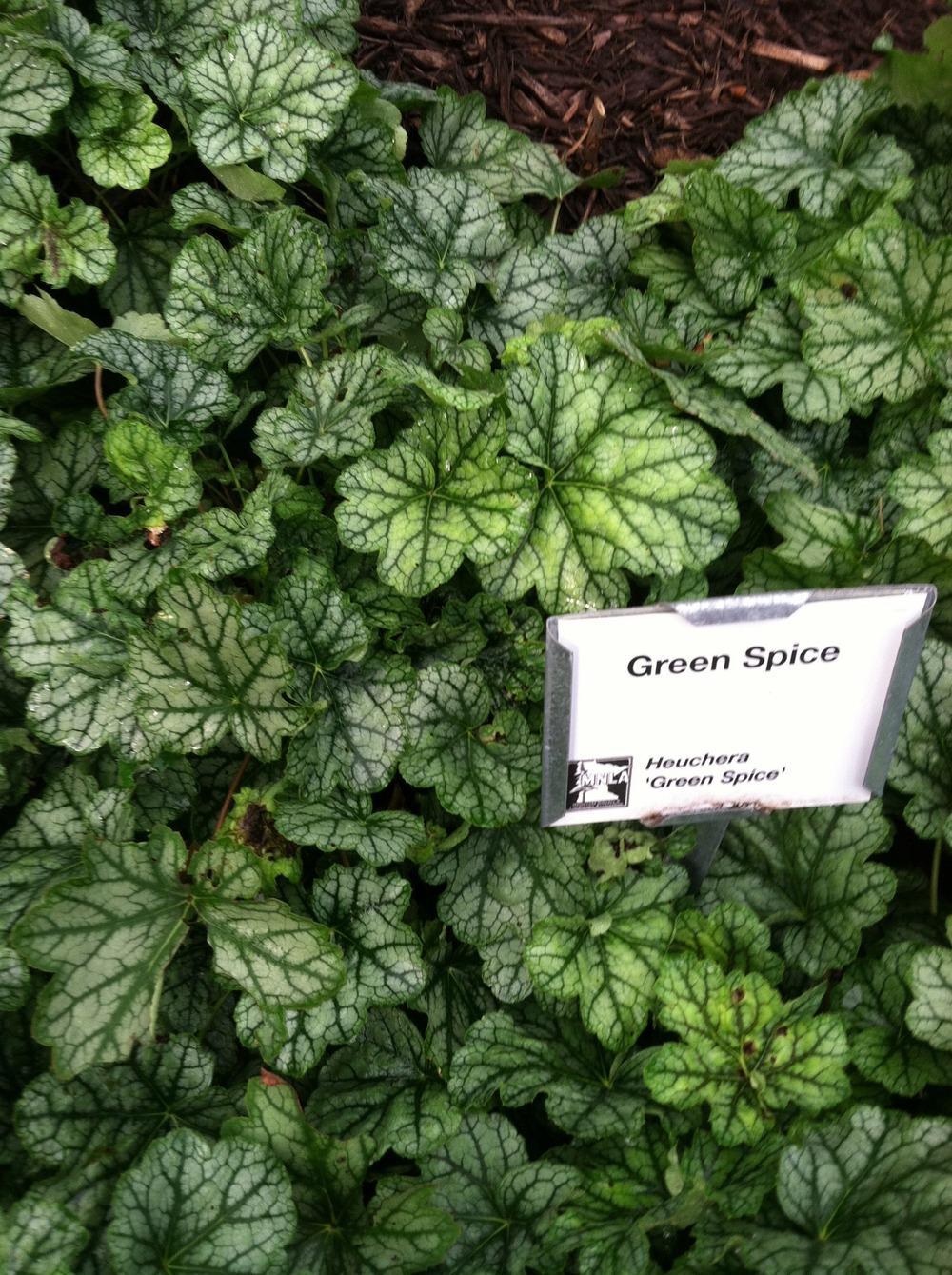Photo of Coral Bells (Heuchera americana 'Green Spice') uploaded by Anderwood