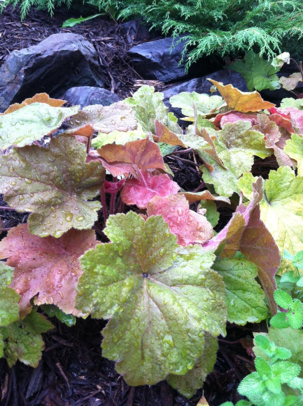 Photo of Coral Bells (Heuchera 'Southern Comfort') uploaded by Anderwood