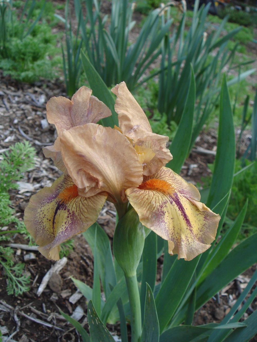 Photo of Intermediate Bearded Iris (Iris 'Logo') uploaded by Henhouse