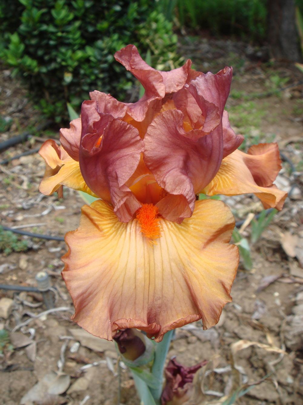 Photo of Tall Bearded Iris (Iris 'Earthborn') uploaded by Henhouse