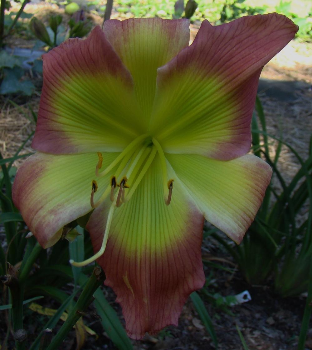Photo of Daylily (Hemerocallis 'Search for Green Pastures') uploaded by nh4me