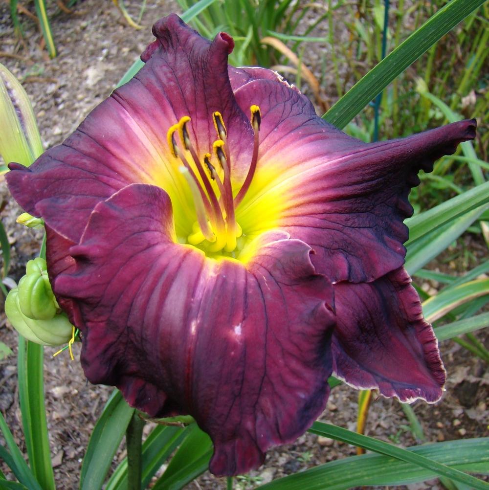 Photo of Daylily (Hemerocallis 'Flirting with Disaster') uploaded by nh4me