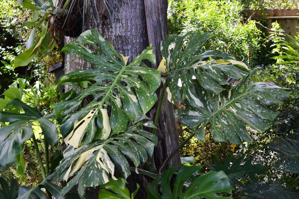 Photo of White Variegated Monstera (Monstera deliciosa 'Albovariegata') uploaded by Carter