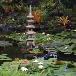 Location: Kapa'a (Kaua'i), Hawaii at Pono Kai Resort 
Date: 01/16/2014
White & Pink Water Lilies in the Koi Fish Pond @ Pono Kai Resort