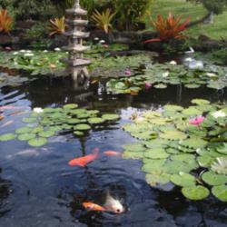 Location: Kapa'a (Kaua'i), Hawaii at Pono Kai Resort 
Date: 01/16/2014
Hungry fish and beautiful Water Lilies in the Koi Fish Pond @ Pon