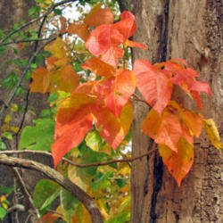 Location: In Wooded Area Of State Park
Date: October 11, 2011
Leaves are attractive in autumn.