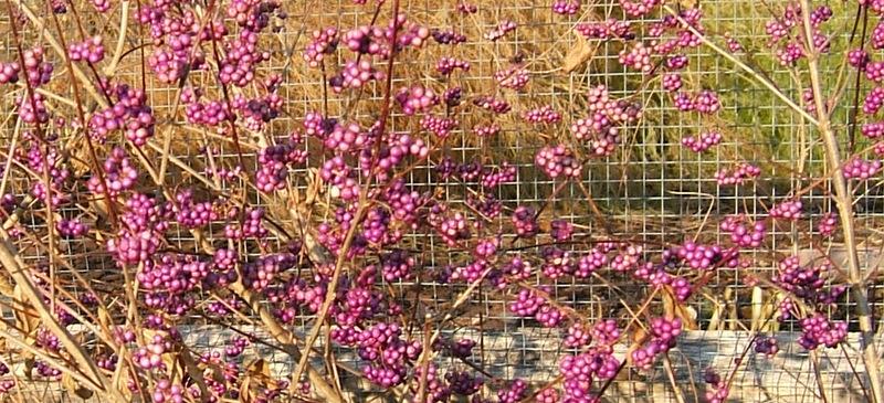 Photo of American Beautyberry (Callicarpa americana) uploaded by pirl