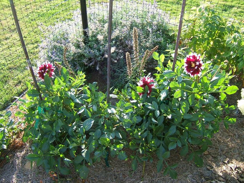 Photo of Dahlia 'Duet' uploaded by pirl