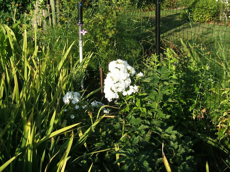Photo of Garden Phlox (Phlox paniculata 'David') uploaded by pirl