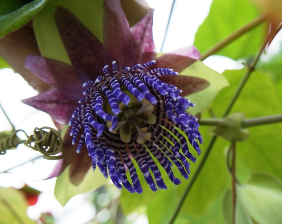 Photo of Passionflower (Passiflora alata) uploaded by skylark