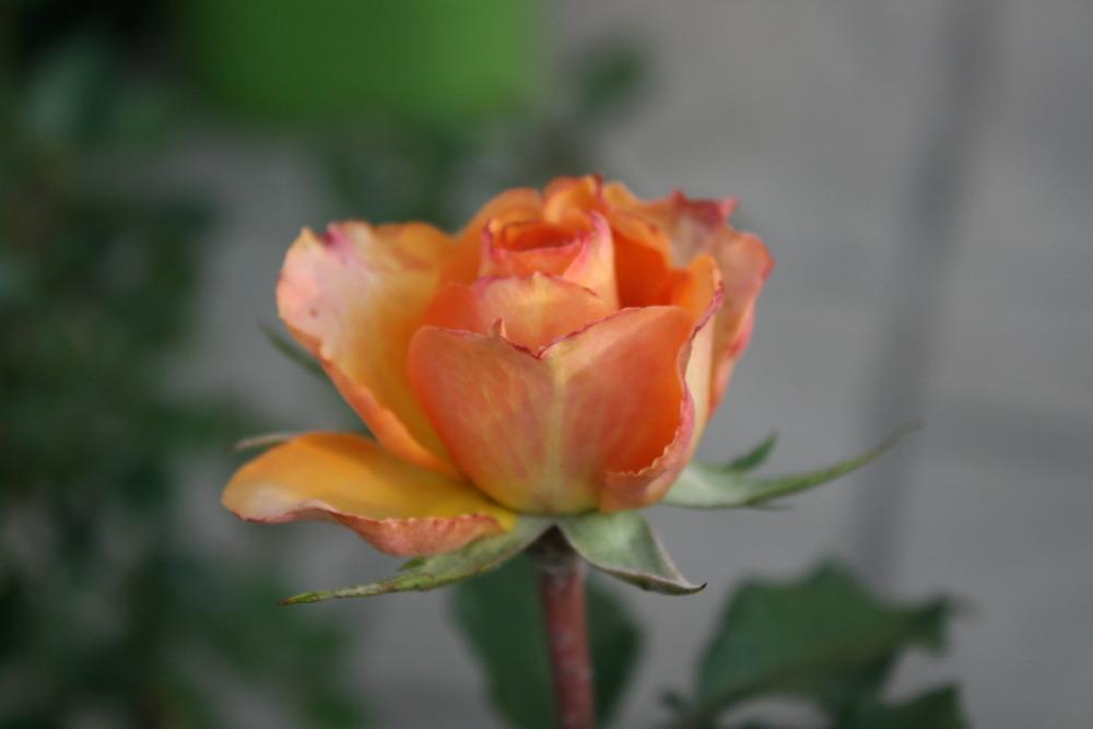 Photo of Roses (Rosa) uploaded by Daylilybaby