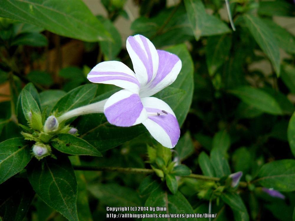 Photo of Striped Philippine Violet (Barleria cristata 'Lavender Lace') uploaded by Dinu