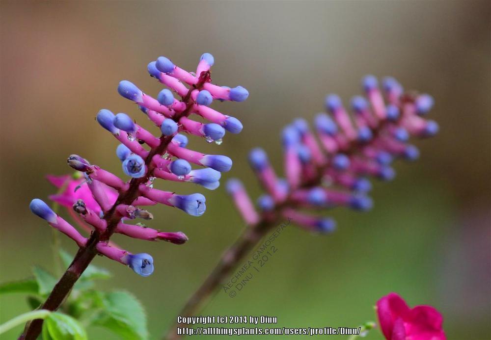 Photo of Matchstick Plant (Aechmea gamosepala) uploaded by Dinu