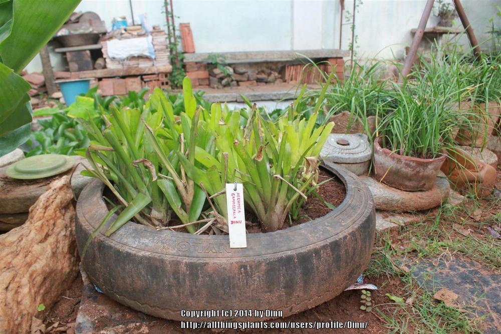 Photo of Matchstick Plant (Aechmea gamosepala) uploaded by Dinu
