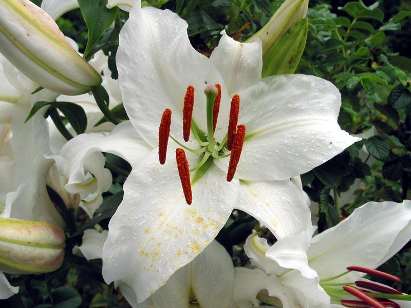 Photo of Oriental Lily (Lilium 'Casa Blanca') uploaded by MotherRaphaela