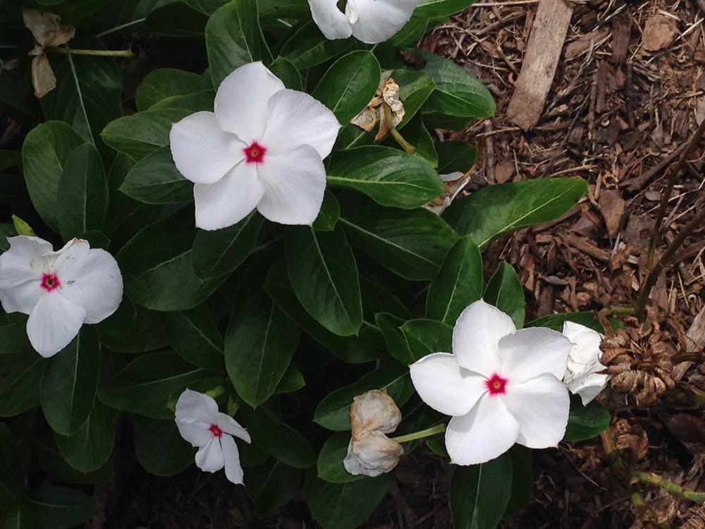 Photo of Madagascar Periwinkle (Catharanthus roseus 'Pacifica Polka Dot') uploaded by SCButtercup