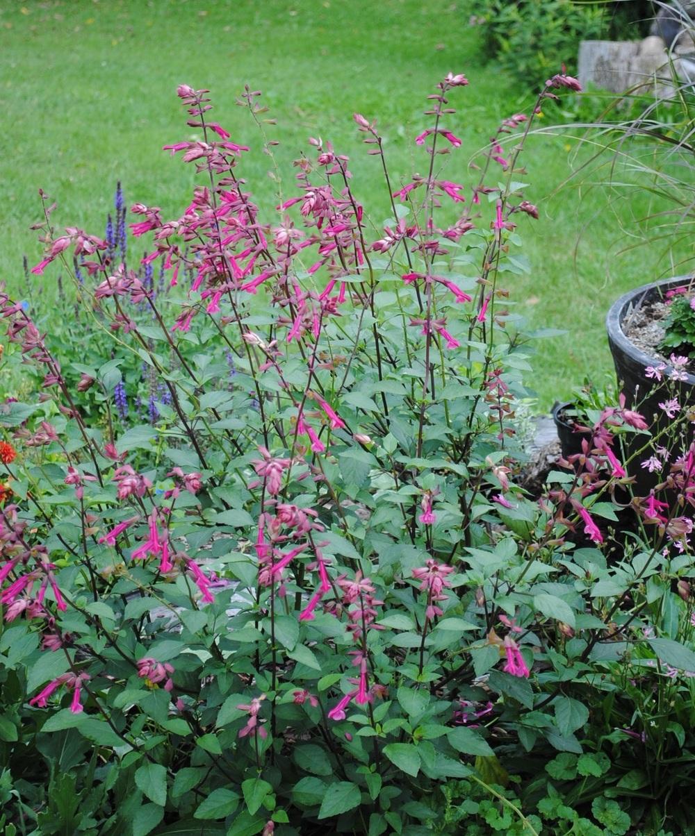 Photo of Salvia 'Wendy's Wish' uploaded by chelle