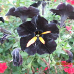 Location: MY FLOWER GARDEN....
Date: 2013-08-20
A dark black with yellow stripes that eventually disappear.....A 