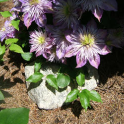 Location: Belmont garden
Date: 2012-0523
No ugly legs on this clematis. Blooms go right to the earth.