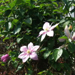 Location: Rose garden
Date: 2013-06-22
Growing with clematis Ernest Markham on the rose tree, Peace.