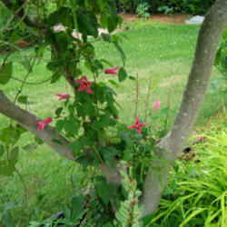 Location: Obelisk garden
Date: 2013-0626
Growing happily in the shade.
