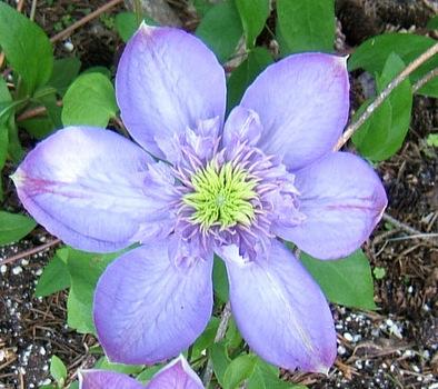 Photo of Clematis Blue Light™ uploaded by pirl