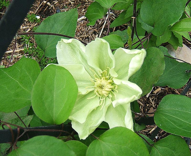 Photo of Clematis 'Guernsey Cream' uploaded by pirl
