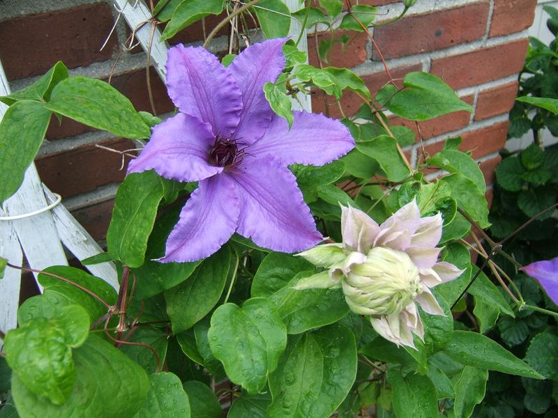 Photo of Clematis 'Ilka' uploaded by pirl