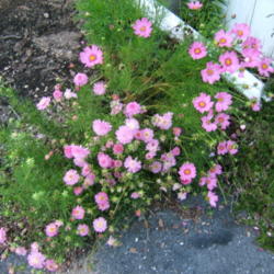 Location: Rose garden
Date: 2013-09-22