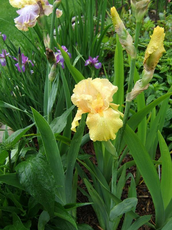 Photo of Tall Bearded Iris (Iris 'Harvest of Memories') uploaded by pirl