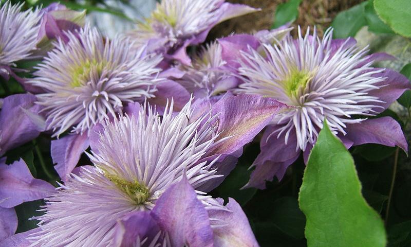 Photo of Clematis Crystal Fountain™ uploaded by pirl