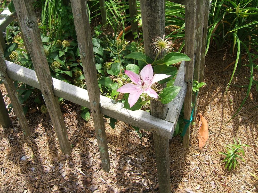Photo of Clematis 'Pink Fantasy' uploaded by pirl
