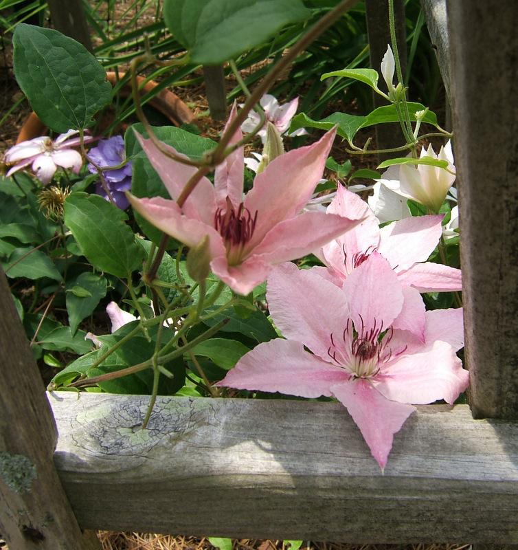 Photo of Clematis 'Pink Fantasy' uploaded by pirl