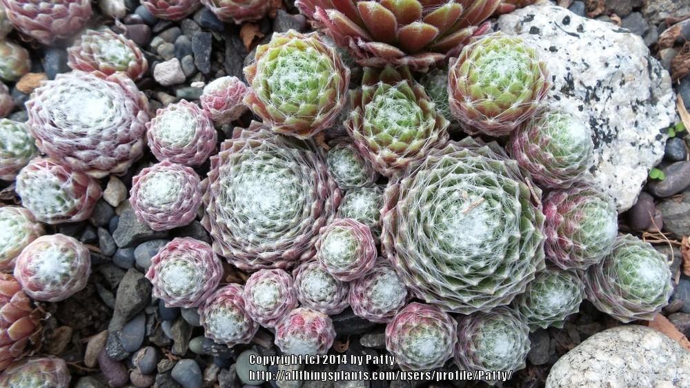 Photo of Hen and Chicks (Sempervivum 'Spumanti') uploaded by Patty