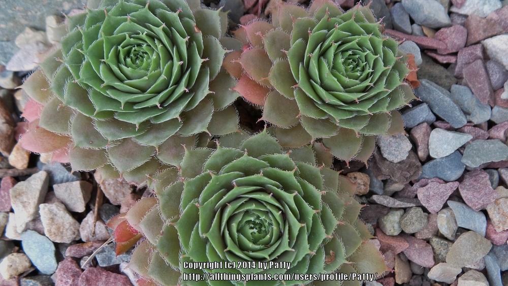 Photo of Hen and Chicks (Sempervivum 'Old Copper') uploaded by Patty