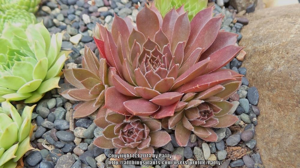 Photo of Hen and Chicks (Sempervivum 'Pacific Shadows') uploaded by Patty