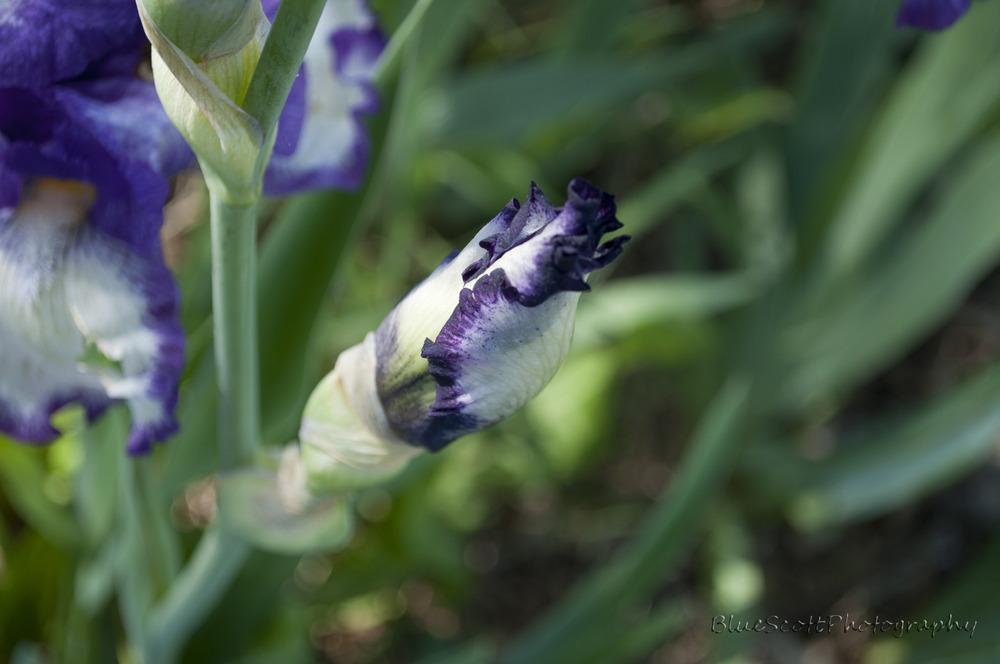 Photo of Irises (Iris) uploaded by bluescottphotog