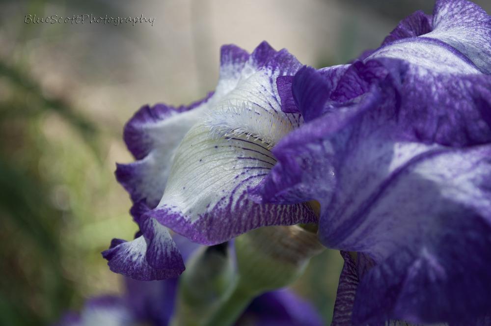 Photo of Irises (Iris) uploaded by bluescottphotog