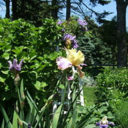 Location: Obelisk garden, full sun
Date: 2008-0601