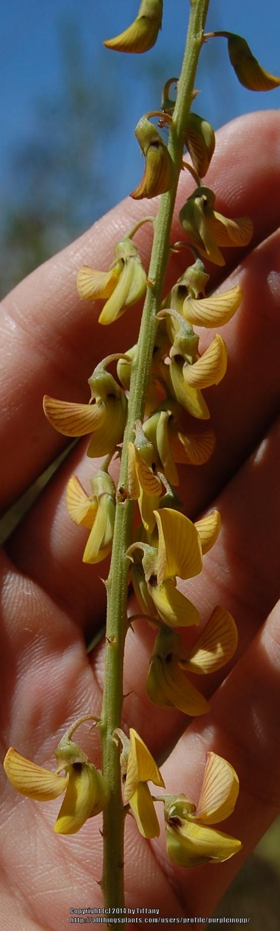 Photo of Lanceleaf Rattlebox (Crotalaria lanceolata) uploaded by purpleinopp
