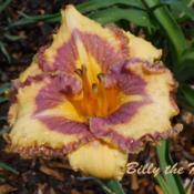 First day this daylily bloomed for me