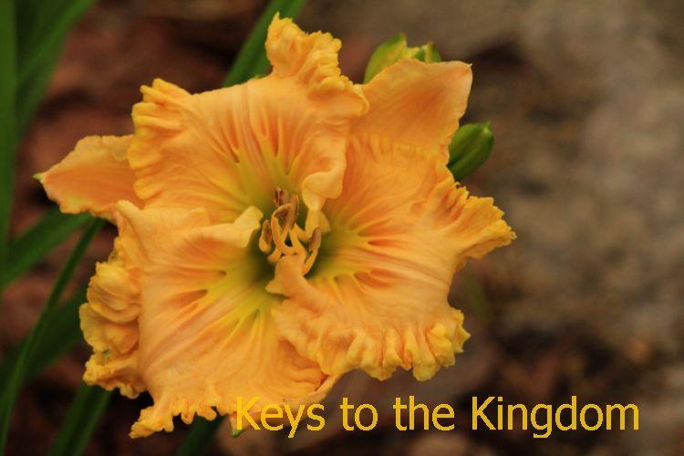 Photo of Daylily (Hemerocallis 'Keys to the Kingdom') uploaded by tommy71