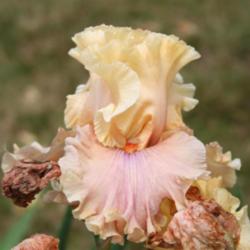 Location: My garden in southeast Nebraska
Date: 2014-05-25
On the last day the flower is open, it's fades to a very pastel s