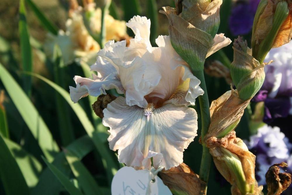 Photo of Tall Bearded Iris (Iris 'Friendly Advice') uploaded by KentPfeiffer