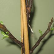 Twigs with leaf buds emerging from dormancy