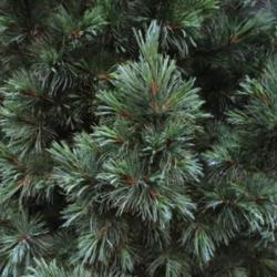 Location: Corner
Date: July
Soft needles-an evergreen that you can pet!