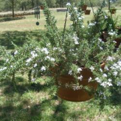 Location: north central Texas
Date: 2014-06-06
Being grown as a hanging basket ornamental.  2 year plant.